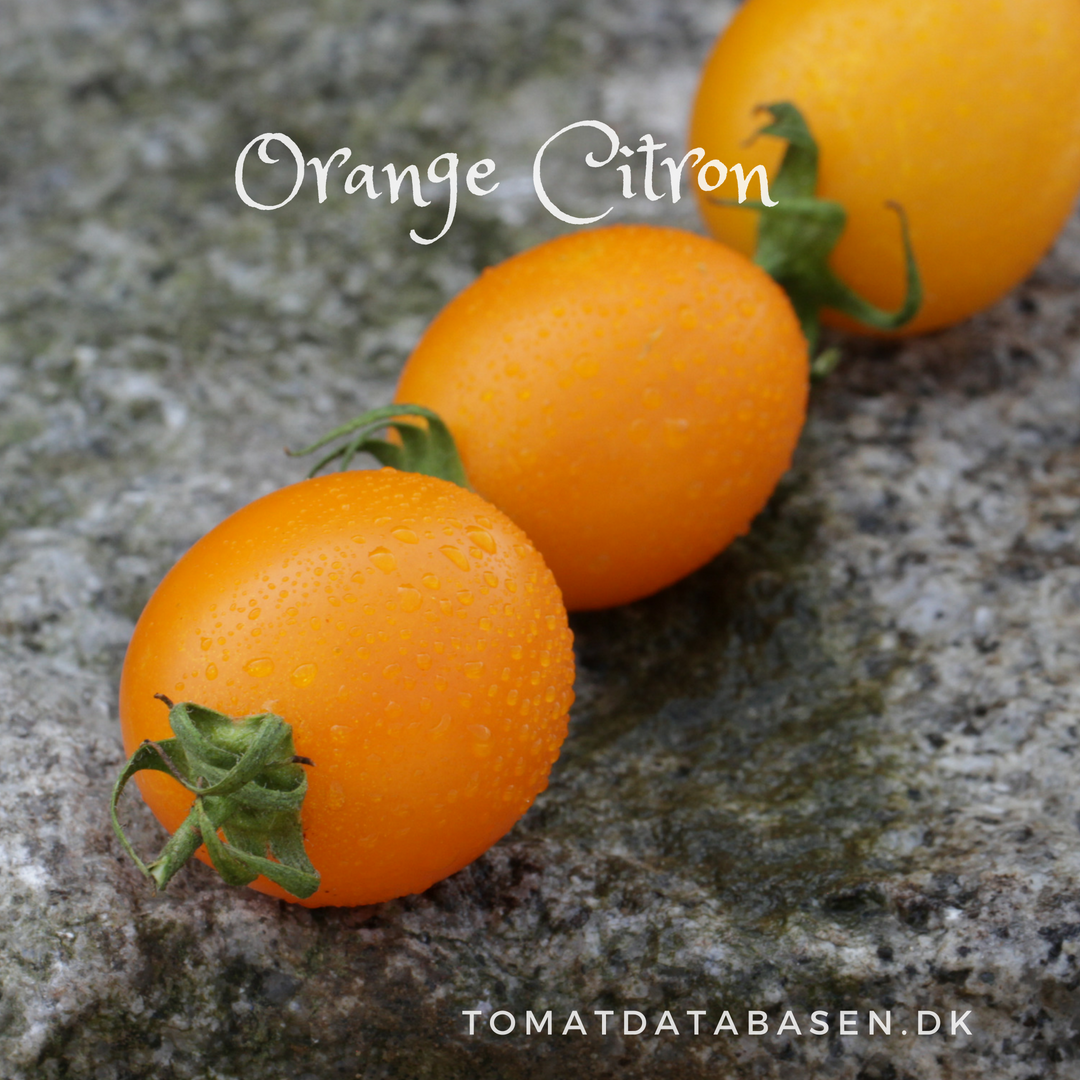 Orange Citron